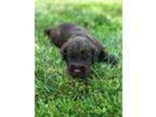 Labradoodle Puppy for sale in Fordland, MO, USA