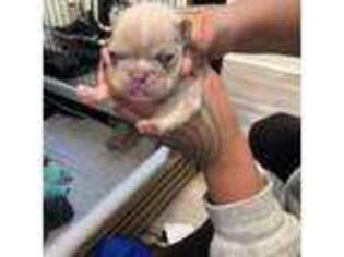 French Bulldog Puppy for sale in Somersworth, NH, USA