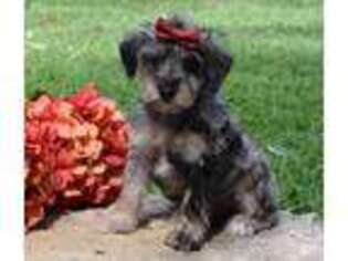 Schnoodle (Standard) Puppy for sale in Park City, KY, USA