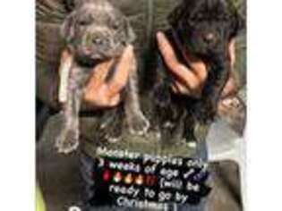Cane Corso Puppy for sale in Rio Linda, CA, USA