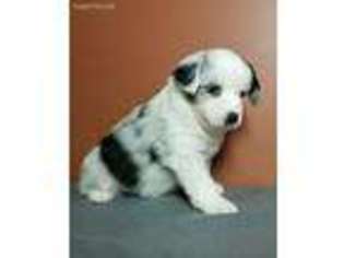 Miniature Australian Shepherd Puppy for sale in Gurnee, IL, USA