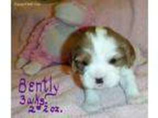 Cavalier King Charles Spaniel Puppy for sale in Blue Ridge, TX, USA