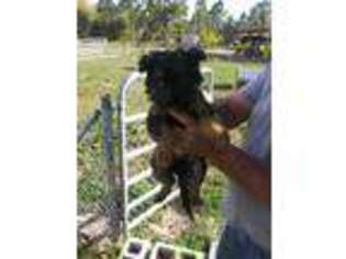 German Shepherd Dog Puppy for sale in Indiantown, FL, USA