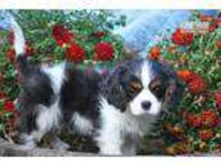 Cavalier King Charles Spaniel Puppy for sale in Charlottesville, VA, USA