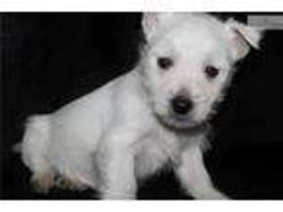 West Highland White Terrier Puppy for sale in Jonesboro, AR, USA