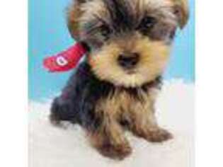 Mutt Puppy for sale in Tarpon Springs, FL, USA