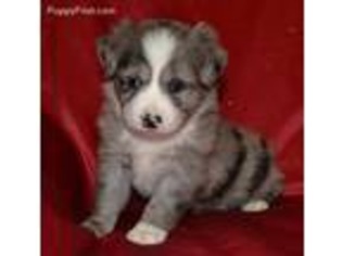 Miniature Australian Shepherd Puppy for sale in Lamar, MO, USA
