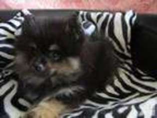 Pomeranian Puppy for sale in SAINT CLAIRSVILLE, OH, USA