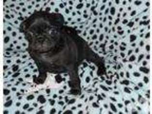 Pug Puppy for sale in WINSLOW, AR, USA