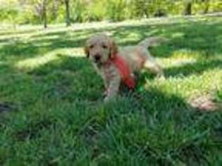 Goldendoodle Puppy for sale in Tulsa, OK, USA