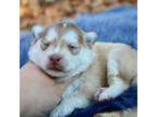 Siberian Husky Puppy for sale in Revere, MO, USA