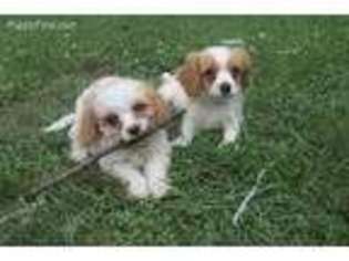 Cavachon Puppy for sale in Reinholds, PA, USA