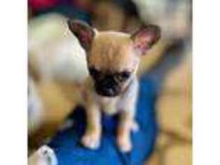 Chihuahua Puppy for sale in Aiken, SC, USA