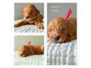 Goldendoodle Puppy for sale in Fort Wayne, IN, USA