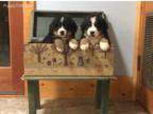 Bernese Mountain Dog Puppy for sale in Bell Buckle, TN, USA