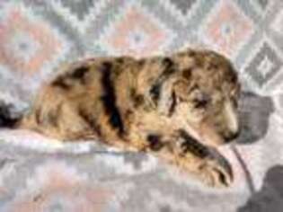 Mutt Puppy for sale in Rome, OH, USA