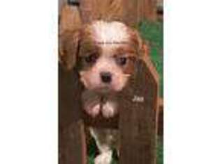 Cavalier King Charles Spaniel Puppy for sale in Tennessee, IL, USA