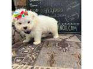 Maltese Puppy for sale in Colorado City, TX, USA