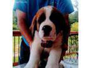 Saint Bernard Puppy for sale in Athens, TN, USA