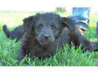 Labradoodle Puppy for sale in Baileyville, KS, USA