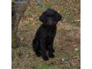 Labradoodle Puppy for sale in Springfield, TN, USA