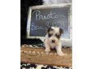 Mutt Puppy for sale in Alamogordo, NM, USA