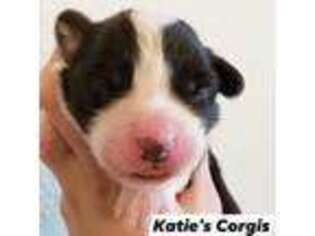 Cardigan Welsh Corgi Puppy for sale in Richland, WA, USA