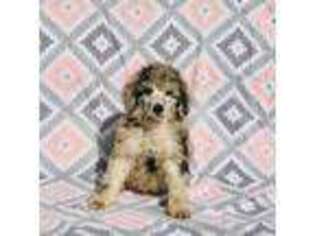 Mutt Puppy for sale in Jemison, AL, USA