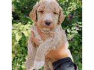 Goldendoodle Puppy for sale in Turlock, CA, USA