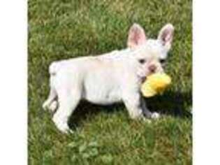French Bulldog Puppy for sale in Fredericksburg, OH, USA