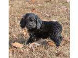 Cock-A-Poo Puppy for sale in Huntsville, AL, USA