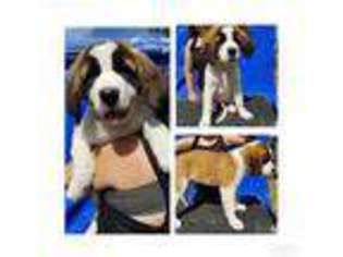 Saint Bernard Puppy for sale in Roy, WA, USA