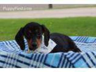 Dachshund Puppy for sale in Eden Valley, MN, USA