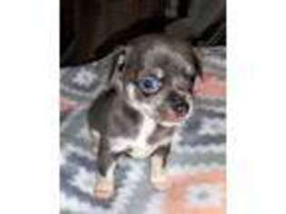 Chihuahua Puppy for sale in Danvers, MA, USA