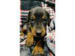 Doberman Pinscher Puppy for sale in Wabash, IN, USA