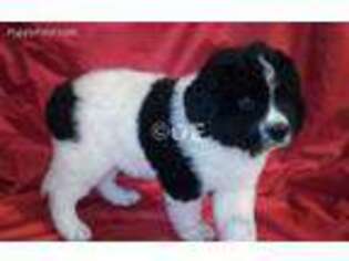 Newfoundland Puppy for sale in Goldendale, WA, USA