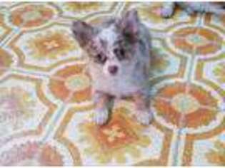 Chihuahua Puppy for sale in Myerstown, PA, USA