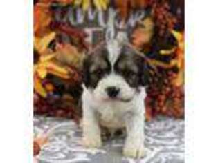 Cavachon Puppy for sale in Edmond, OK, USA