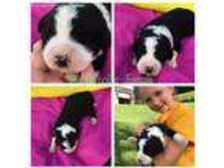 Mutt Puppy for sale in Thelma, KY, USA
