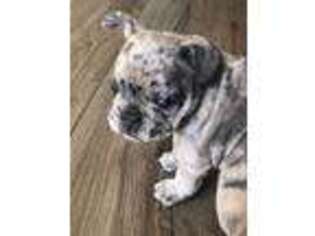 French Bulldog Puppy for sale in Luray, TN, USA