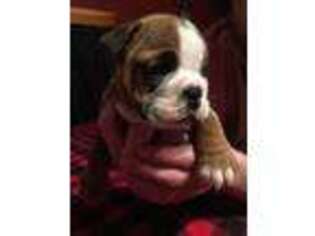 Bulldog Puppy for sale in Long Point, IL, USA