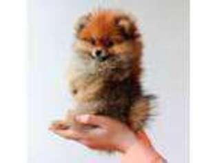 Pomeranian Puppy for sale in Bethesda, MD, USA
