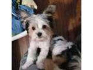 Yorkshire Terrier Puppy for sale in Utica, KY, USA