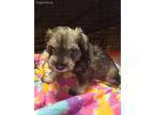 Mutt Puppy for sale in Kosse, TX, USA