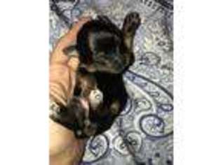 Yorkshire Terrier Puppy for sale in Potts Camp, MS, USA