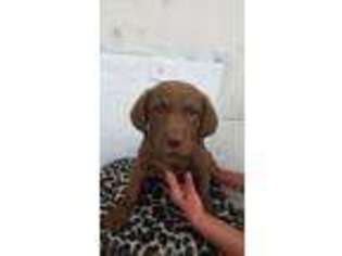 Chesapeake Bay Retriever Puppy for sale in Lawrence, KS, USA
