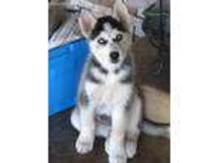Alaskan Husky Puppy for sale in Fairfield, CA, USA