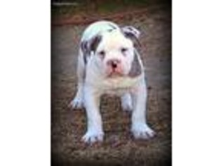 Alapaha Blue Blood Bulldog Puppy for sale in Celina, TX, USA