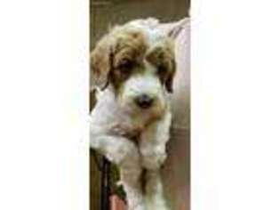 Labradoodle Puppy for sale in Shelton, WA, USA
