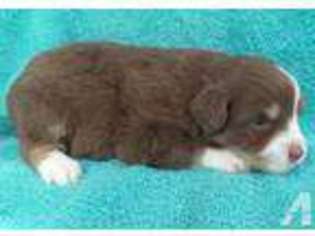 Miniature Australian Shepherd Puppy for sale in BROWNS SUMMIT, NC, USA